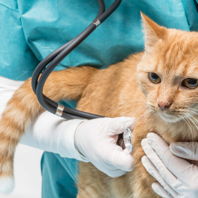 4 Feeding Tips for Diabetic Cats