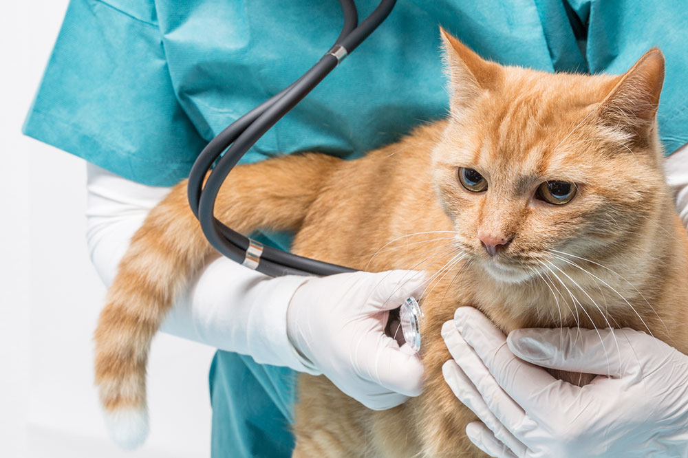 4 Feeding Tips for Diabetic Cats