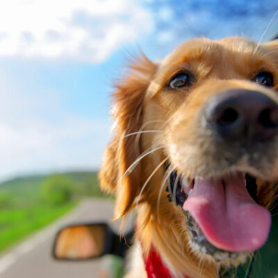 Essential Travel Tips for Pet Owners