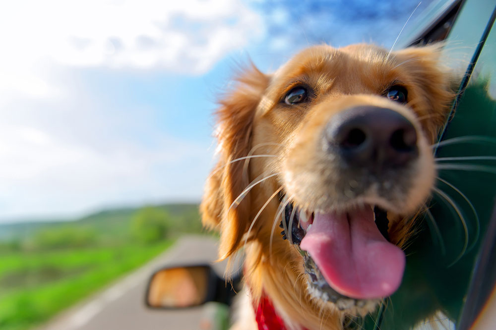 Essential Travel Tips for Pet Owners