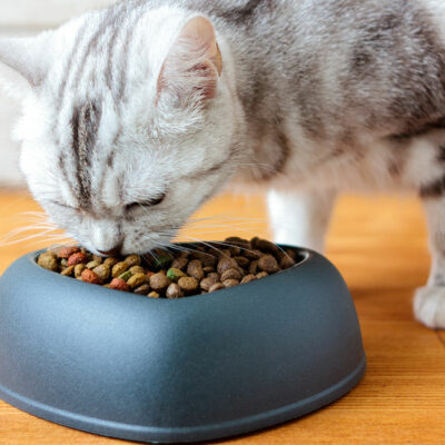 Top 4 Healthy Cat Treats Available in Stores