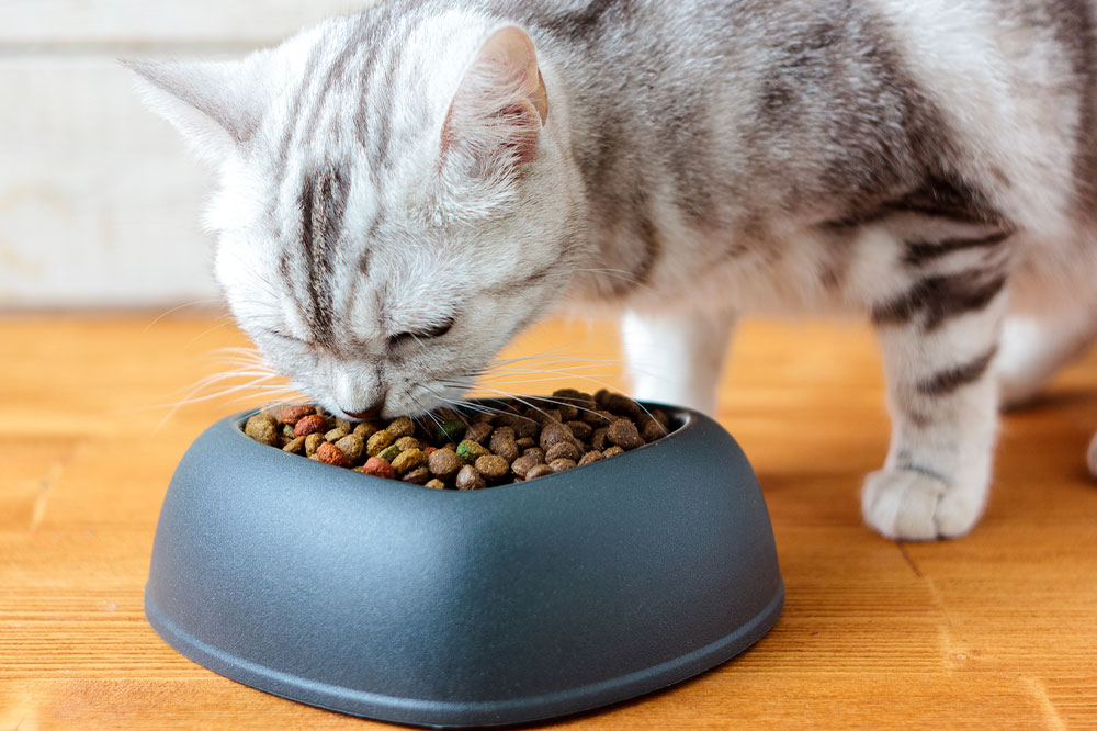 Top 4 Healthy Cat Treats Available in Stores